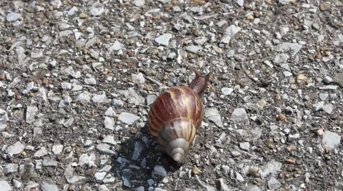 Snail crawling on sand Stock Footage 56085780