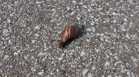 Snail crawling on sand Stock Footage 56085796