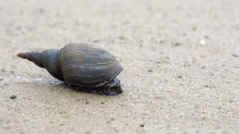 Snail crawling in the sand Stock Footage 157322984