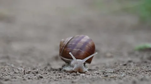 Snail crawling on sandy ground approaching camera Stock Footage 310166804