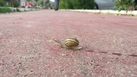 Snail Crawling on Sidewalk Stock Footage 126628724