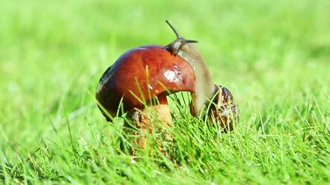 Snail crawling slowly across fresh wet grass surface Stockbeeldmateriaal 318928969