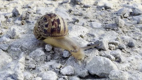 Snail crawling slowly across loose gravel 4K Stock Footage 336517447