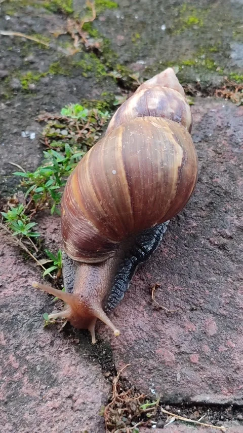 Snail Crawling Slowly Across Paving Stones Stock Footage 322958968
