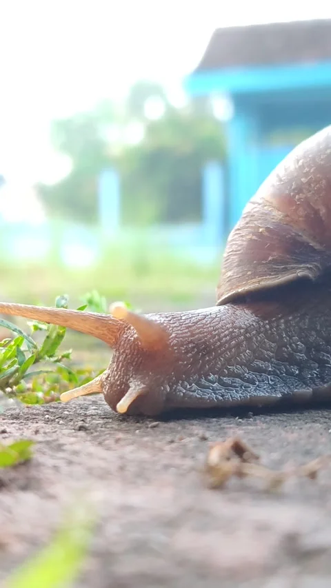 Snail Crawling Slowly Across Paving Stones Stock Footage 322958973