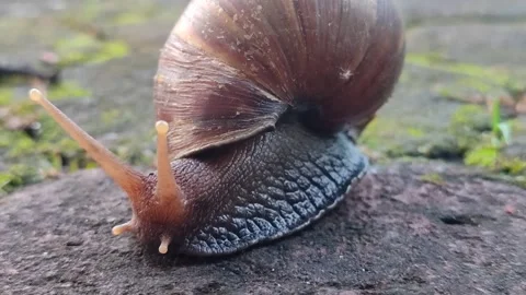 Snail Crawling Slowly Across Paving Stones Stock Footage 322958995