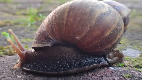Snail Crawling Slowly Across Paving Stones Stock Footage 322958997