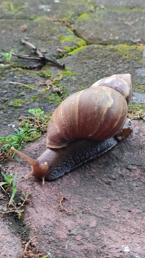 Snail Crawling Slowly Across Paving Stones Stock Footage 322959001