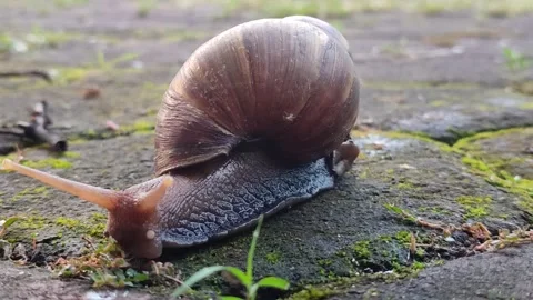 Snail Crawling Slowly Across Paving Stones Stock Footage 322959022