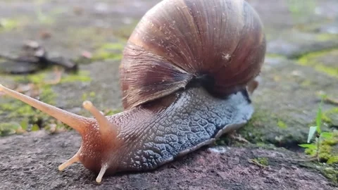 Snail Crawling Slowly Across Paving Stones Stock Footage 322959038