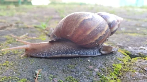 Snail Crawling Slowly Across Paving Stones Stock Footage 322959039