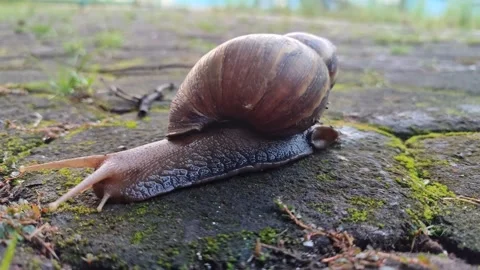 Snail Crawling Slowly Across Paving Stones Stock Footage 322959043
