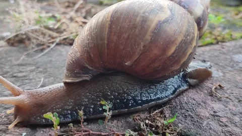 Snail Crawling Slowly Across Paving Stones Stock Footage 322959049