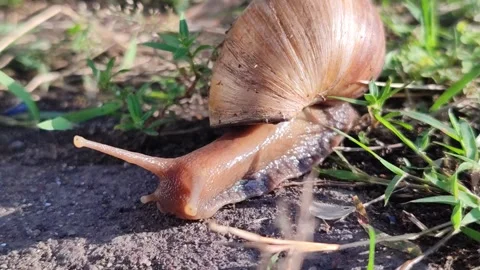 Snail Crawling Slowly Across Paving Stones Stock Footage 328062890