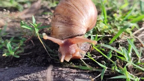 Snail Crawling Slowly Across Paving Stones Stock Footage 328062896