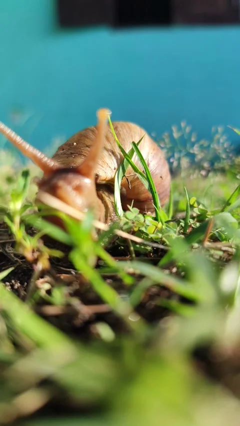 Snail Crawling Slowly Across Paving Stones Stock Footage 328062907