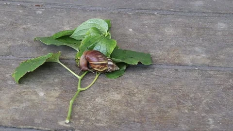 Snail crawling slowly and eating green leaves on cement flooring Stock Footage 141307175