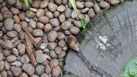 Snail crawling slowly on brick worm flooring Stock Footage 140869979