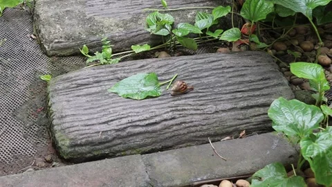 Snail crawling slowly on brick worm flooring Stock Footage 140870063