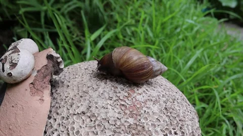 Snail crawling slowly on ceramic ball 스톡 동영상 139904319