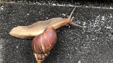 A snail crawling slowly  Stock Footage 321034958