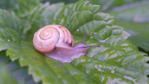 Snail Crawling Slowly on the Green Leaf 4K Stock Footage 86335433