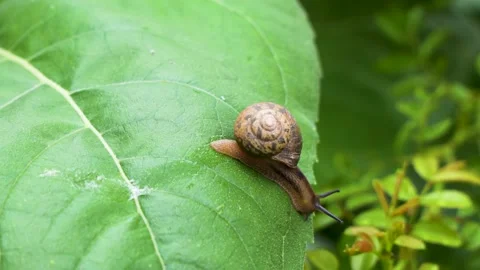 Snail crawling slowly on green leaf Stock Footage 202518333