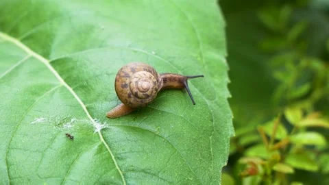 Snail crawling slowly on green leaf Stock Footage 202524903