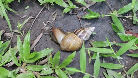 Snail crawling slowly on ground flooring Stock Footage 139904171