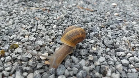 Snail crawling slowly over dry grey gravel stones close up Stockbeeldmateriaal 339269962