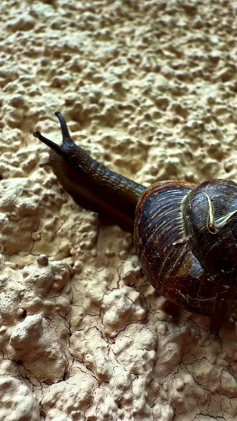Snail crawling slowly on a rough textured wall in a macro shot, vertical Stock Footage 337386498
