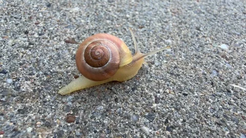A snail crawling slowly on a textured concrete surface. 스톡 동영상 343300736