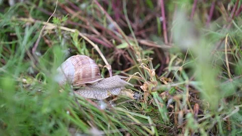 Snail crawling slowly through tall grass Stock Footage 310173975