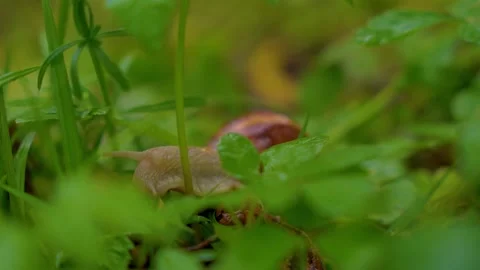 Snail crawling slowly through wet leaves on forest floor during rain. Stock Footage 345077679