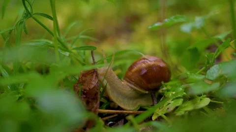 Snail crawling slowly through wet leaves on forest floor during rain. Stock Footage 345077712