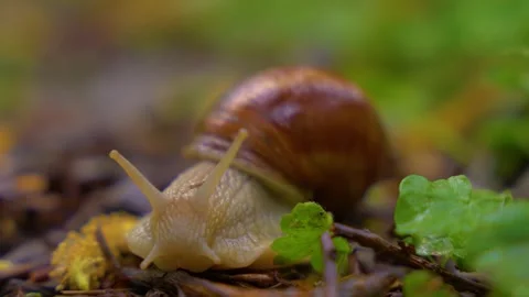 Snail crawling slowly through wet leaves on forest floor during rain. Stock Footage 345077781