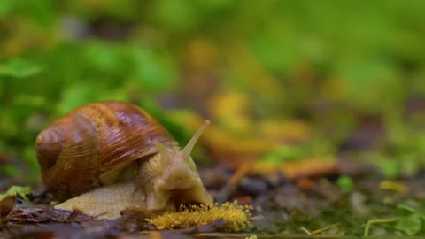 Snail crawling slowly through wet leaves on forest floor during rain. Stock Footage 345077871
