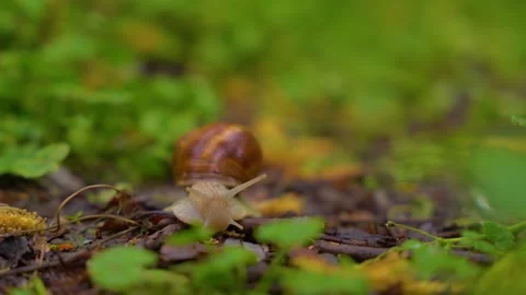 Snail crawling slowly through wet leaves on forest floor during rain. Stock Footage 345078029