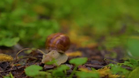 Snail crawling slowly through wet leaves on forest floor during rain. Stock Footage 345078059