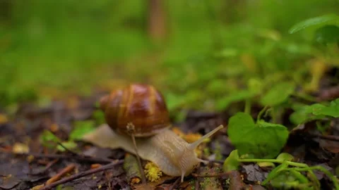 Snail crawling slowly through wet leaves on forest floor during rain. Stock Footage 345078080