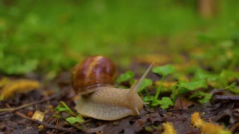 Snail crawling slowly through wet leaves on forest floor during rain. Stock Footage 345078688