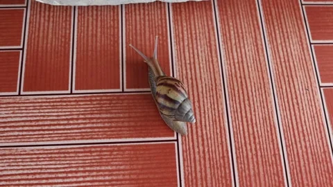 Snail crawling slowly on tile flooring Stock Footage 140369679