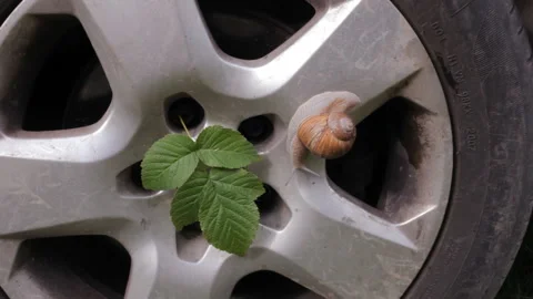 Snail crawling slowly on the wheel of speed car. Transport technology and nature Video stock 104886459