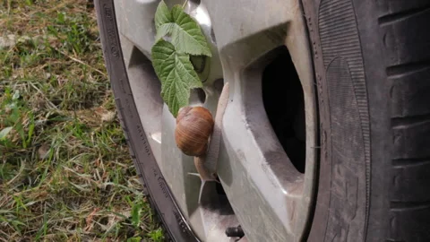 Snail crawling slowly on the wheel of speed car. Transport technology and nature Video stock 104886674
