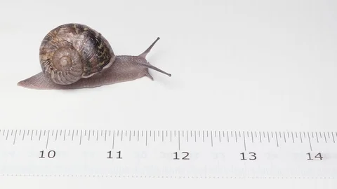 Snail crawling slowly on a white background with a measuring scale 스톡 동영상 96357463