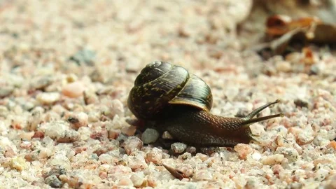 Snail crawling on the small rocks. Stock Footage 71345576