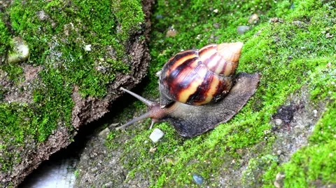 Snail crawling on soil Stock Footage 55579390