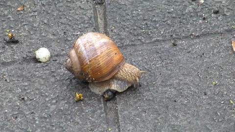 Snail crawling in spring Stock Footage 106535130