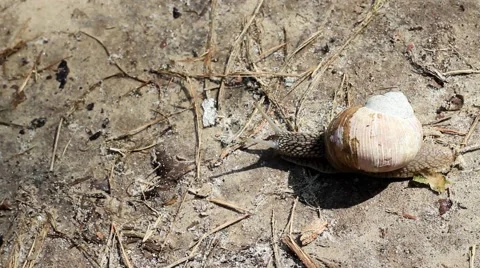 A Snail Crawling on a Spring Forest. Beautiful Sunshine. Stock Footage 62433213