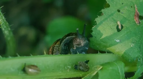 Snail crawling on the stalk Stock Footage 52315334